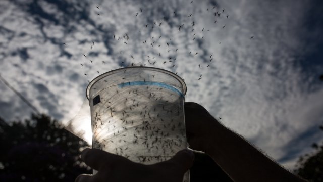 Biologist releases mosquitoes