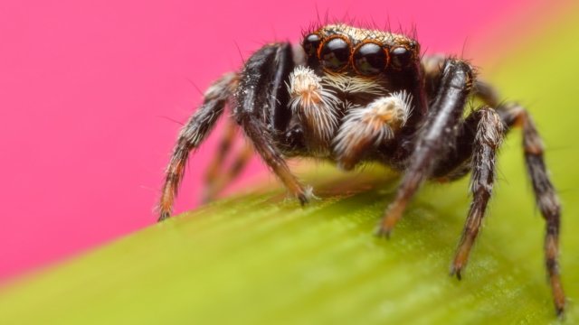 A jumping spider sits on top of a plant