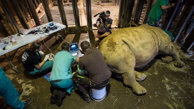 Team works on IVF procedure on a rhino.