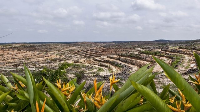 Deforestation for a palm oil plantation
