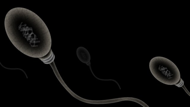 Close up of a sperm head