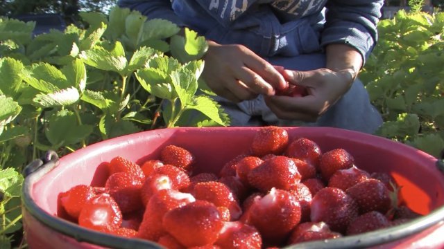 Farmer harvests strawberries