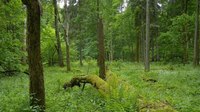 The Bialowieza Forest in Poland