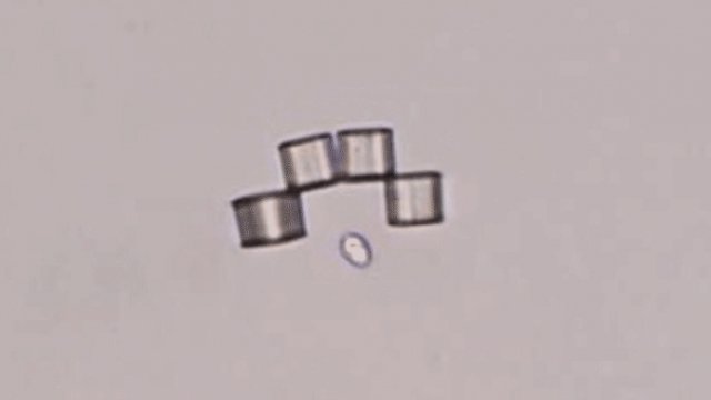 Four cube-shaped microbots about to capture a live cell