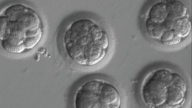 Embryos after being subject to gene editing