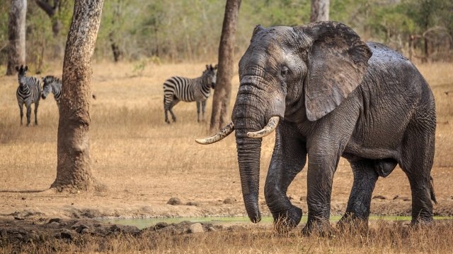 African elephant in the jungle with zebras in the background