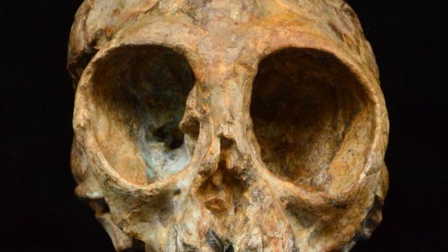 New primate species skull