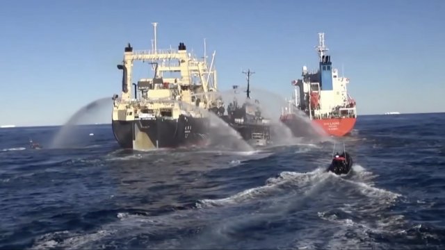 A Sea Shepherd ship confronting Japanese whalers.