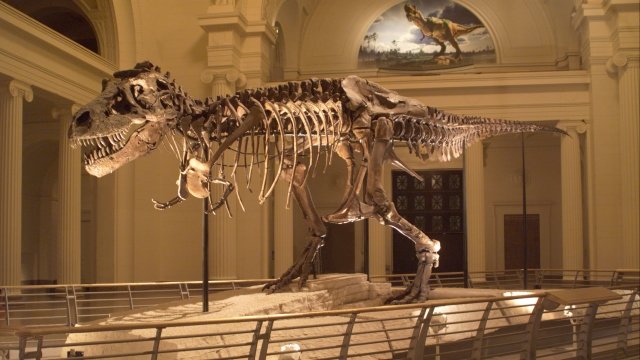 Sue the T. rex stands in Stanley Field Hall