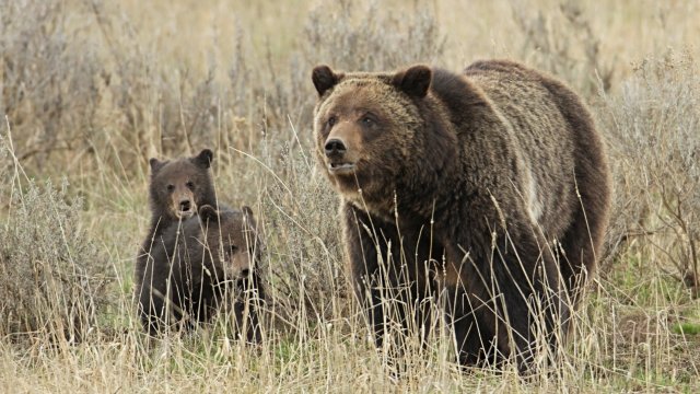 Yellowstone grizzly bears