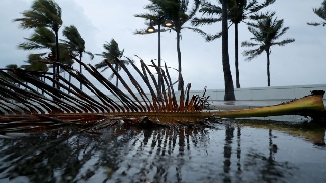 Windblown palm fronds litter the street along Florida's Sebastian Street Beach ahead of the arrival of Hurricane Irma.