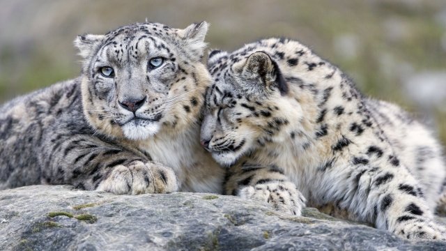 Two snow leopards