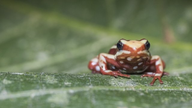 An Anthony's poison arrow frog sitting on a leaf