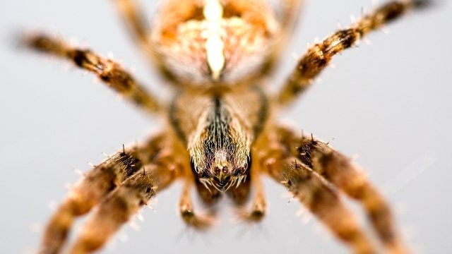 A closeup of a house spider from England