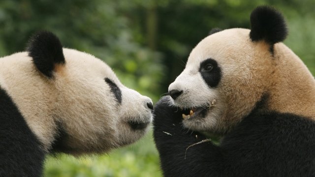 Pandas at the China Giant Panda Protection and Research Center.