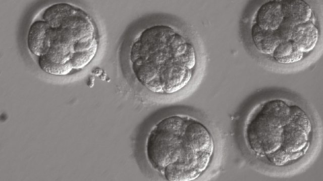 Embryos after they were subjected to gene editing