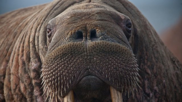 A Pacific walrus.