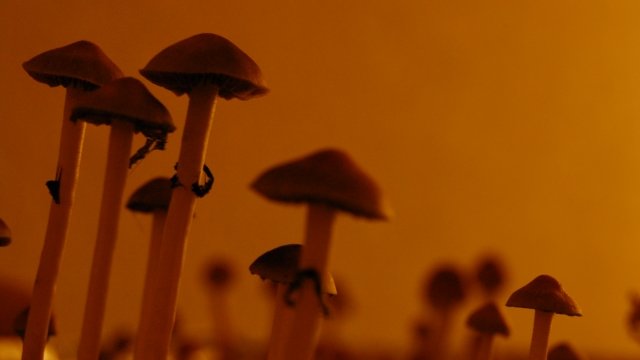 Psilocybe Cubensis mushrooms