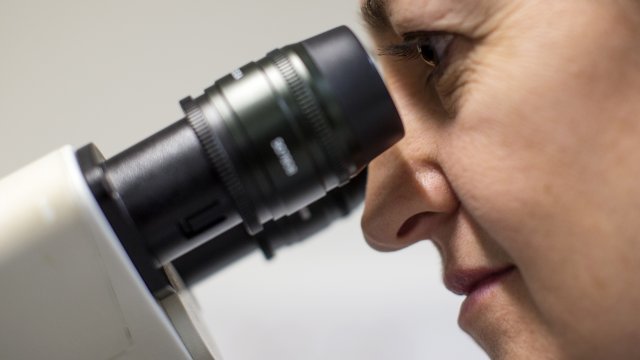Scientist looks at cells through a microscope
