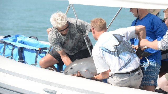 Researchers capture and pull a vaquita valf on to their boat used for locating the endangered animals