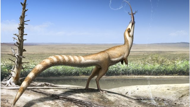 Drawing of a sinosauropteryx
