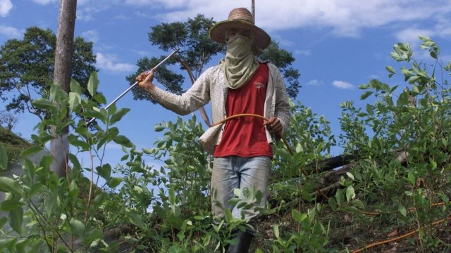 Farmer tends to coca plantation.