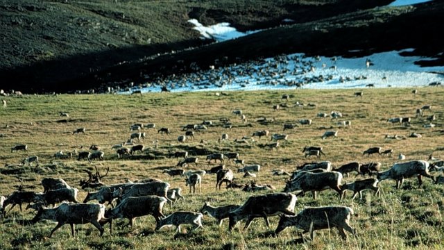 Caribou graze in the Arctic National Wildlife Refuge