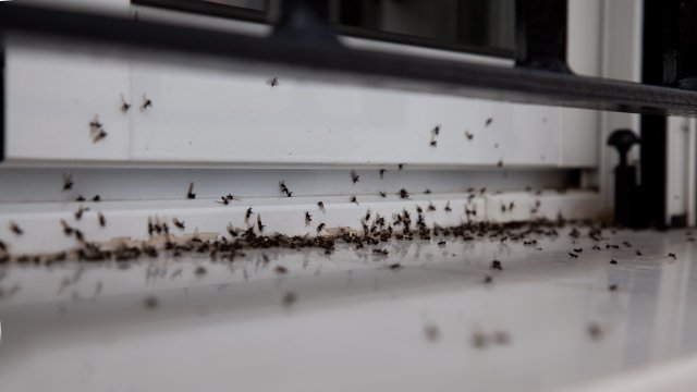 Flying ants underneath a window