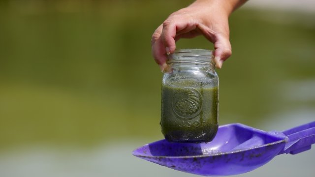 A woman shows off a mason jar of algae-infected water she obtained from Lake Erie in August of 2014
