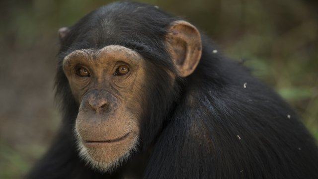 Tango is photographed during a bushwalk at the Chimpanzee Conservation Centre on November 28, 2015 in Somoria, Guinea.