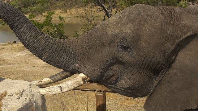 Elephant in the National Park, Bulawayo, Zimbabwe.