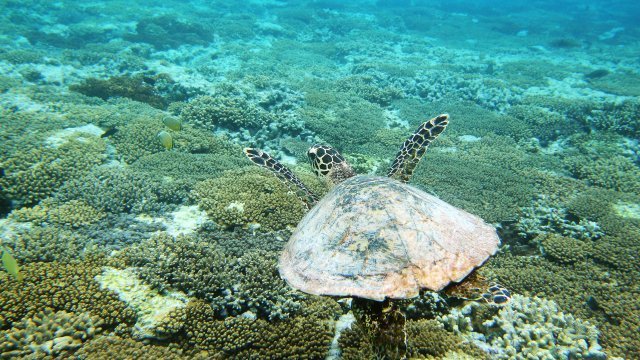 A turtle is seen swimming in part of the Great Barrier Reef Marine Park