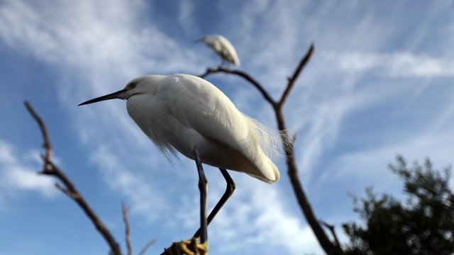 A Snowy Egret sits on a branch