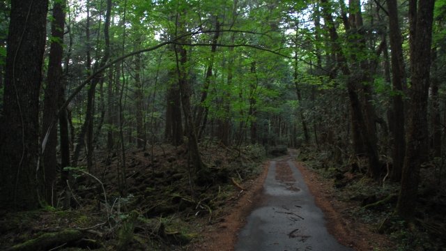 Aokigahara forest in Japan