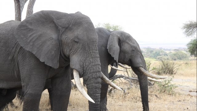 Two elephants graze in Tarangire National Park in Tanzania