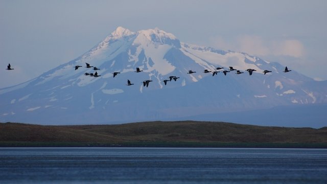 Brant in the foreground of Mount Dutton, located inside Izembek National Wildlife Refuge