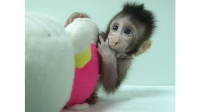 A cloned macaque