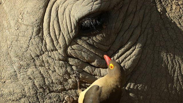 Red-billed oxpecker and a white rhino