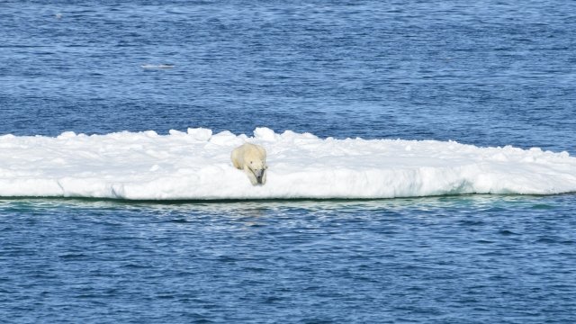 A polar bear rests on a floating chunk of ice