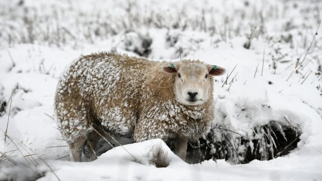 A sheep stands in the snow