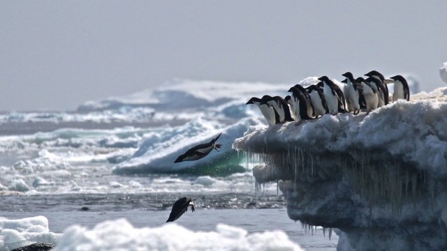 Penguins jump into the water from a block of ice
