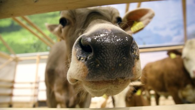 A close-up of a cow's nose