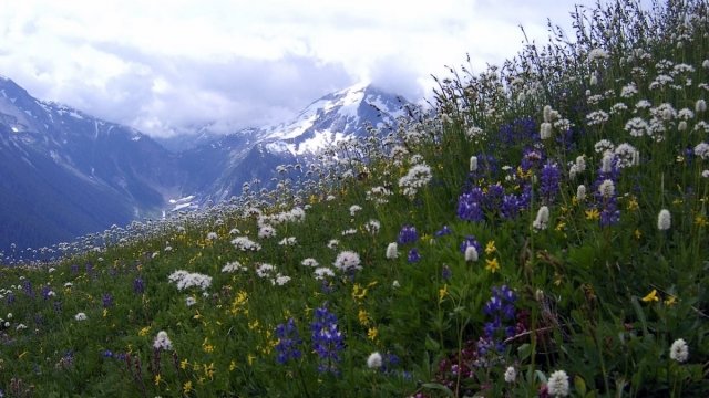 wildflowers in bloom with snow-capped mountains in the background