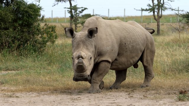 Sudan, the world's last male northern white rhino