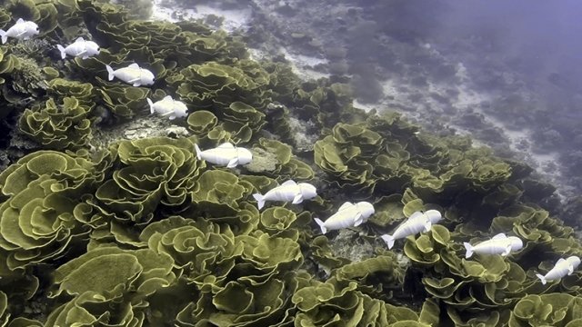 A time lapse photo of SoFi swimming through a coral reef