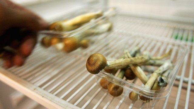 "Magic" mushrooms