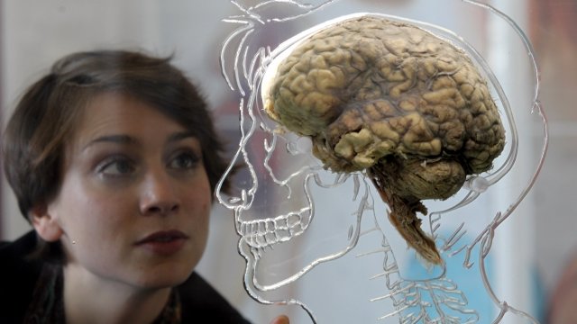 Woman looks at a human brain