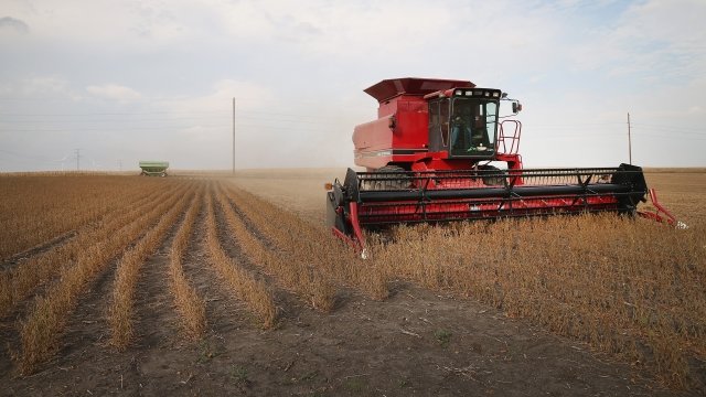 A farmer harvests soybeans.