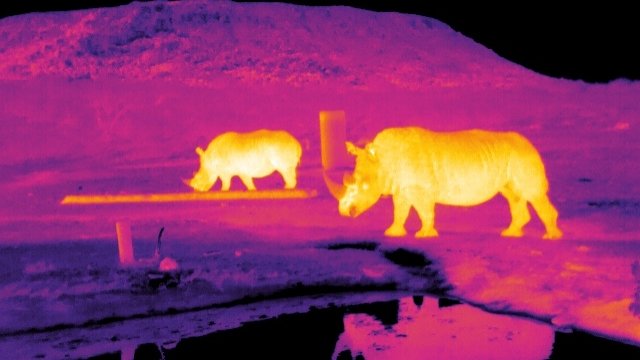 An infrared image of rhinos