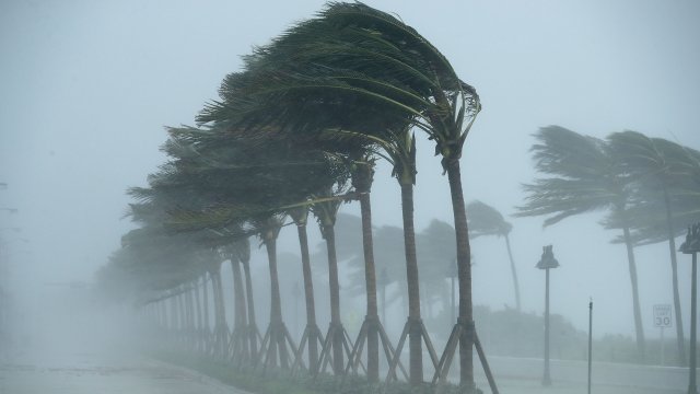 Trees bend in the wind as Hurricane Irma hits part of Florida